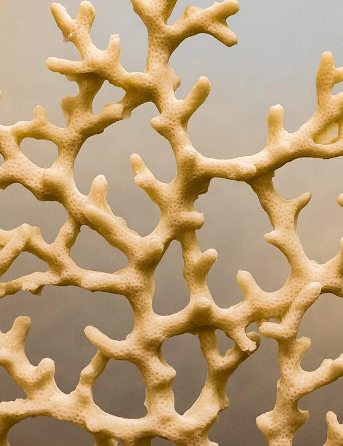 Pale coral against a soft neutral background