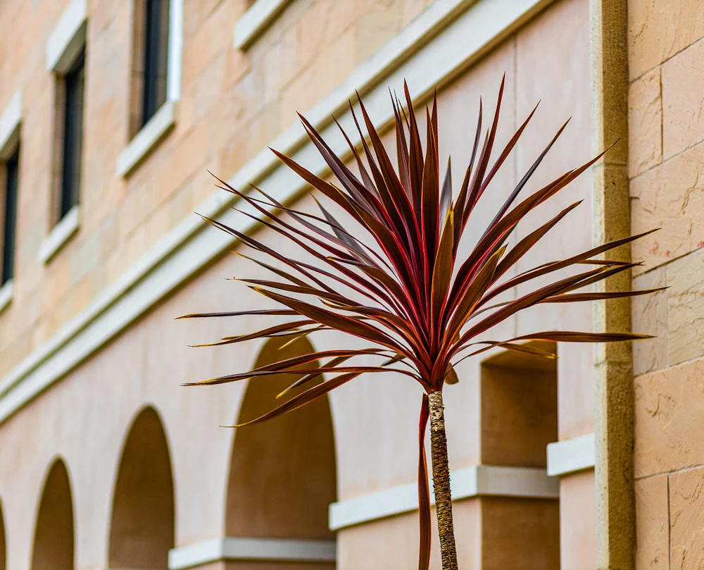 Palm tree beside the arched facade of a San Diego medical building